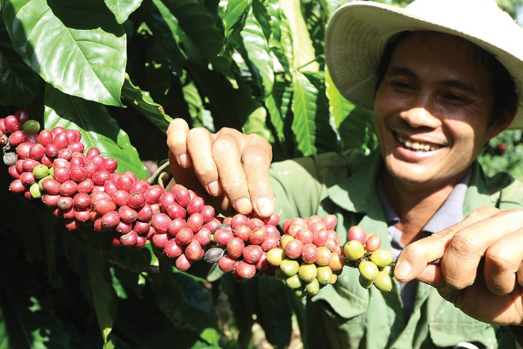 Nền kinh tế số 1 Đông Nam Á tham vọng đứng thứ 2 thế giới về cà phê, Việt Nam có bị vượt mặt? - ảnh 3