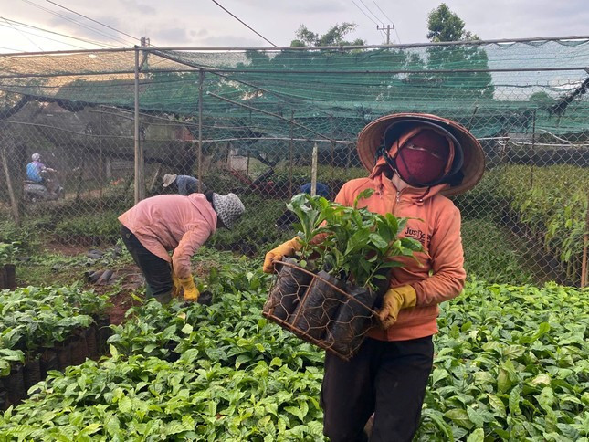 Cây cà phê giống 'cháy' hàng ảnh 1