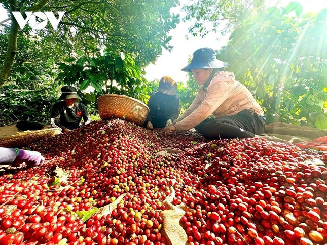 Xuất khẩu cà phê thứ 2 thế giới, vì sao Việt Nam 'yếu' khâu chế biến? ảnh 3