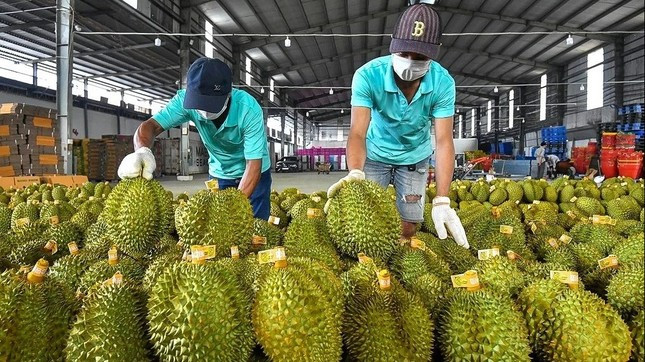 Sầu riêng Thái đi luồng xanh vào thẳng Trung Quốc, vì sao ‘vua trái cây’ Việt vẫn mãi loay hoay? ảnh 2