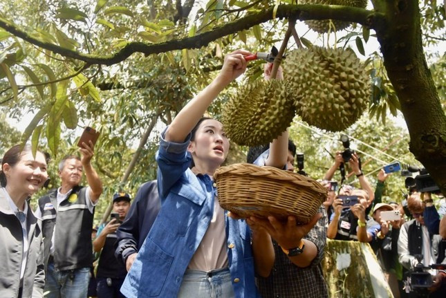 Sầu riêng Thái đi luồng xanh vào thẳng Trung Quốc, vì sao ‘vua trái cây’ Việt vẫn mãi loay hoay? ảnh 1