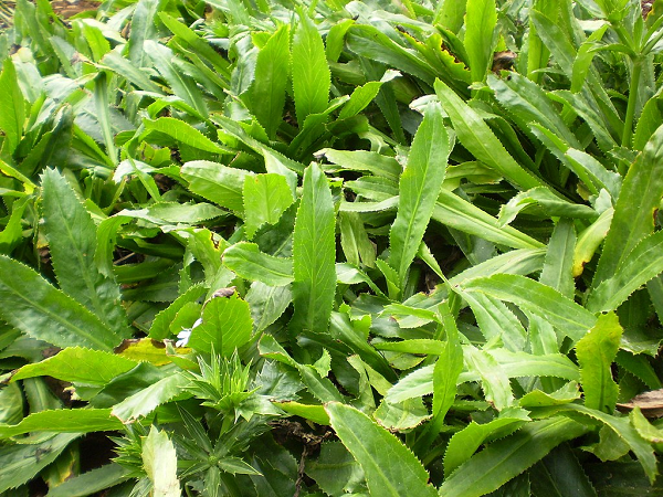 Thứ rau rẻ bèo, xuất hiện quanh năm ở chợ Việt nhưng lại là 'vàng xanh' cho sức khỏe