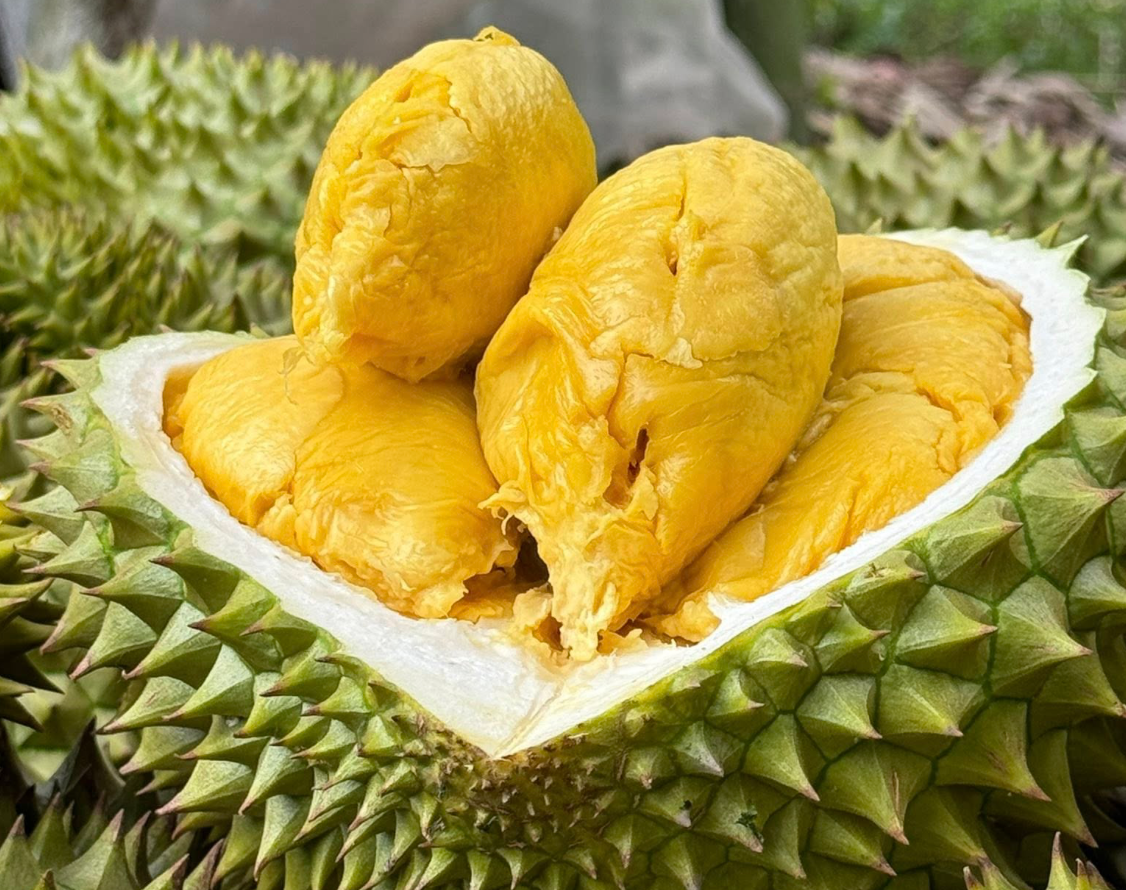 sau rieng