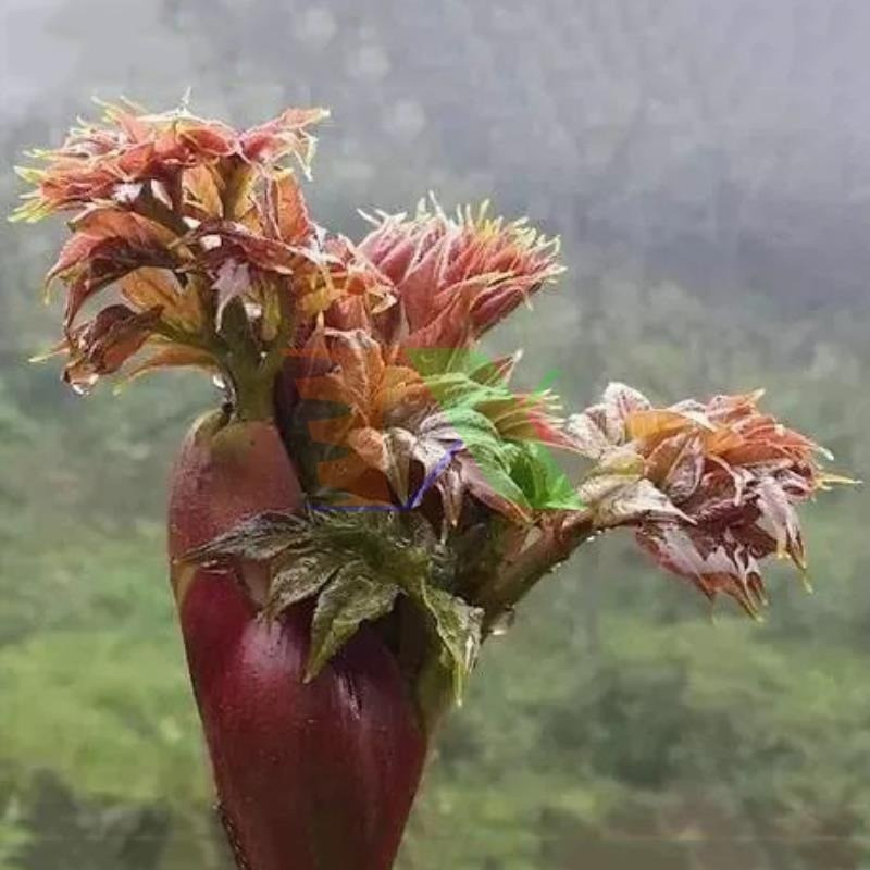 Loại rau dại Việt Nam đang khiến người Trung Quốc phát cuồng, giá ngang thịt bò, chất bổ hơn nhân sâm