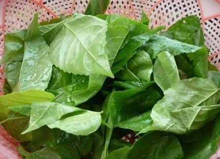 Loại lá từng mọc ở bờ bụi không ai thèm đoái hoài, nay thành hàng hiếm, giá lên tới 70.000 đồng/kg mà khó mua