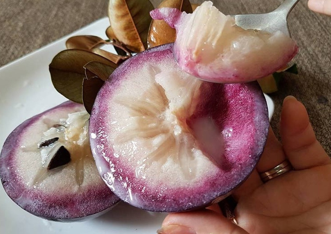 Nông dân Vĩnh Long trồng loại quả có dòng sữa trắng chảy bên trong, giá lên tới 30.000 đồng/kg: Thu hoạch là thương lái khuân đi trong tích tắc