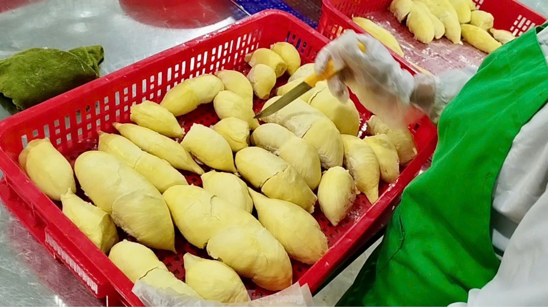 'Báo động đỏ' sầu riêng Việt Nam