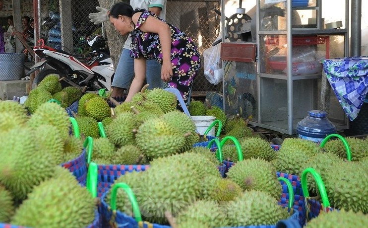 Giá lao dốc, xuất khẩu bất thành, người trồng sầu riêng vỡ mộng?