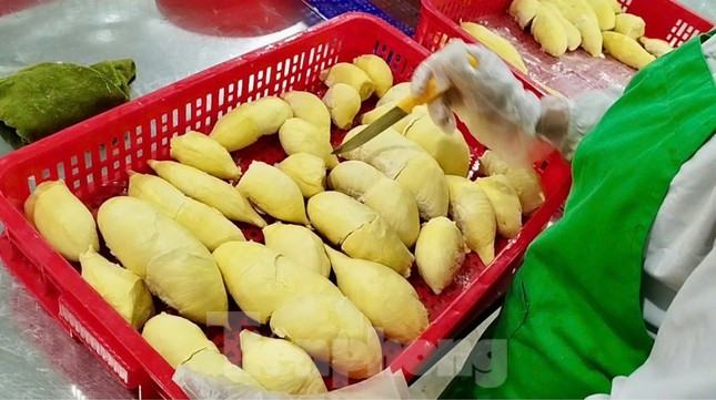 'Báo động đỏ' sầu riêng Việt Nam ảnh 1