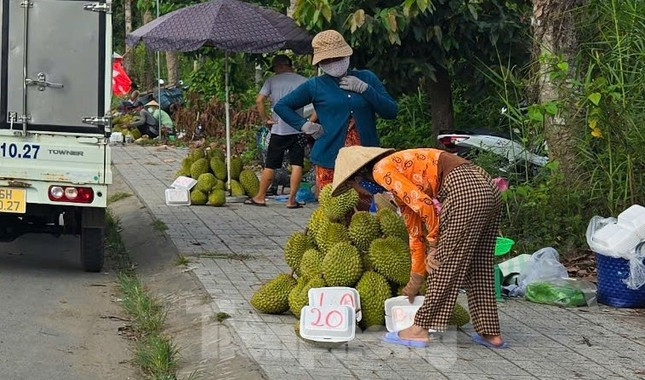 Giá lao dốc, xuất khẩu bất thành, người trồng sầu riêng vỡ mộng? ảnh 1