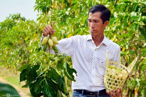 Cây từng mọc dại ven sông nay mang lại hơn 1 tỷ đồng mỗi năm cho chàng trai 8X miền Tây