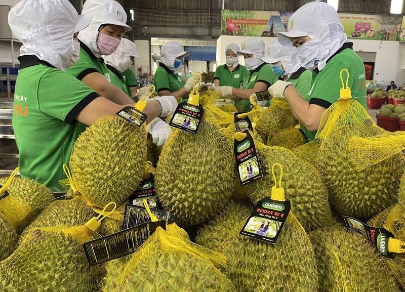 Tin vui cho sầu riêng Việt: Trung Quốc vừa cấp thêm gần 1.000 'giấy thông hành' cho quả tỷ đô