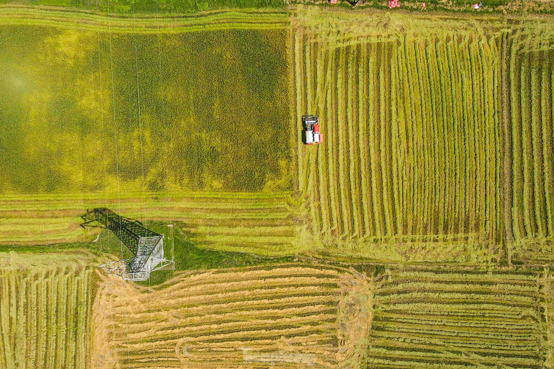 'Trúng' vụ lúa kỷ lục, nông dân làm ngày không đủ tranh thủ làm đêm ảnh 10