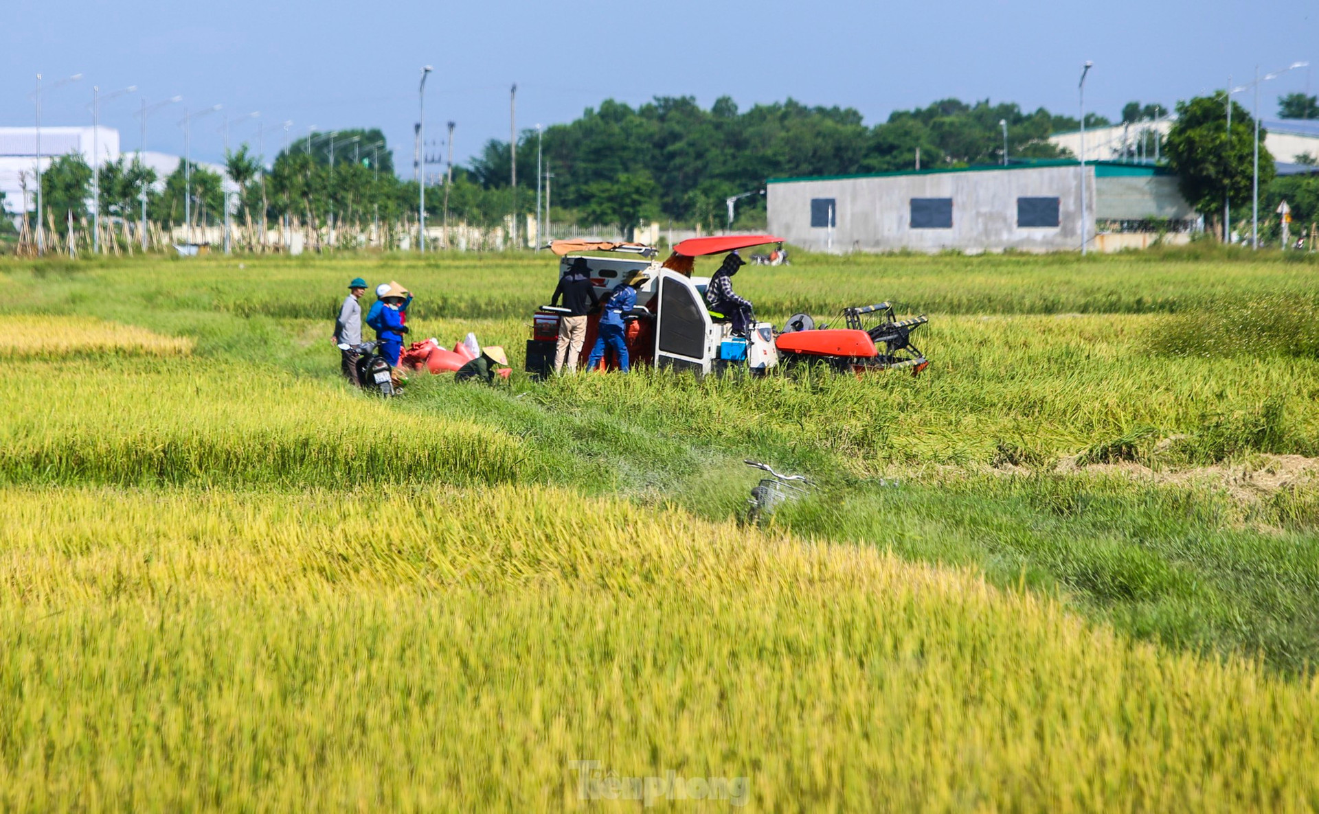 'Trúng' vụ lúa kỷ lục, nông dân làm ngày không đủ tranh thủ làm đêm ảnh 9