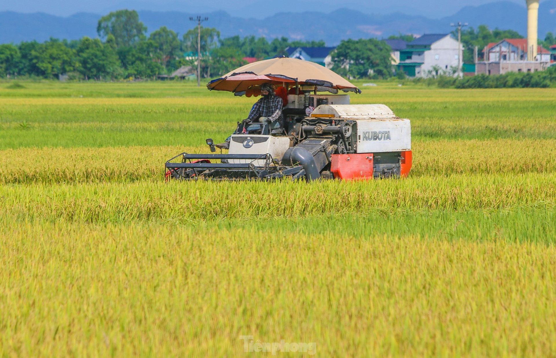 'Trúng' vụ lúa kỷ lục, nông dân làm ngày không đủ tranh thủ làm đêm ảnh 5