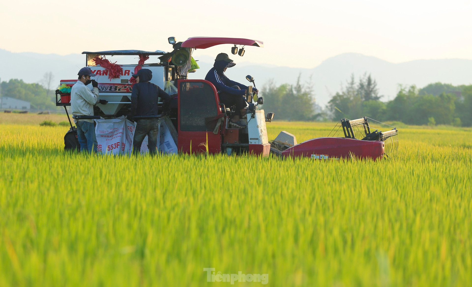 'Trúng' vụ lúa kỷ lục, nông dân làm ngày không đủ tranh thủ làm đêm ảnh 4