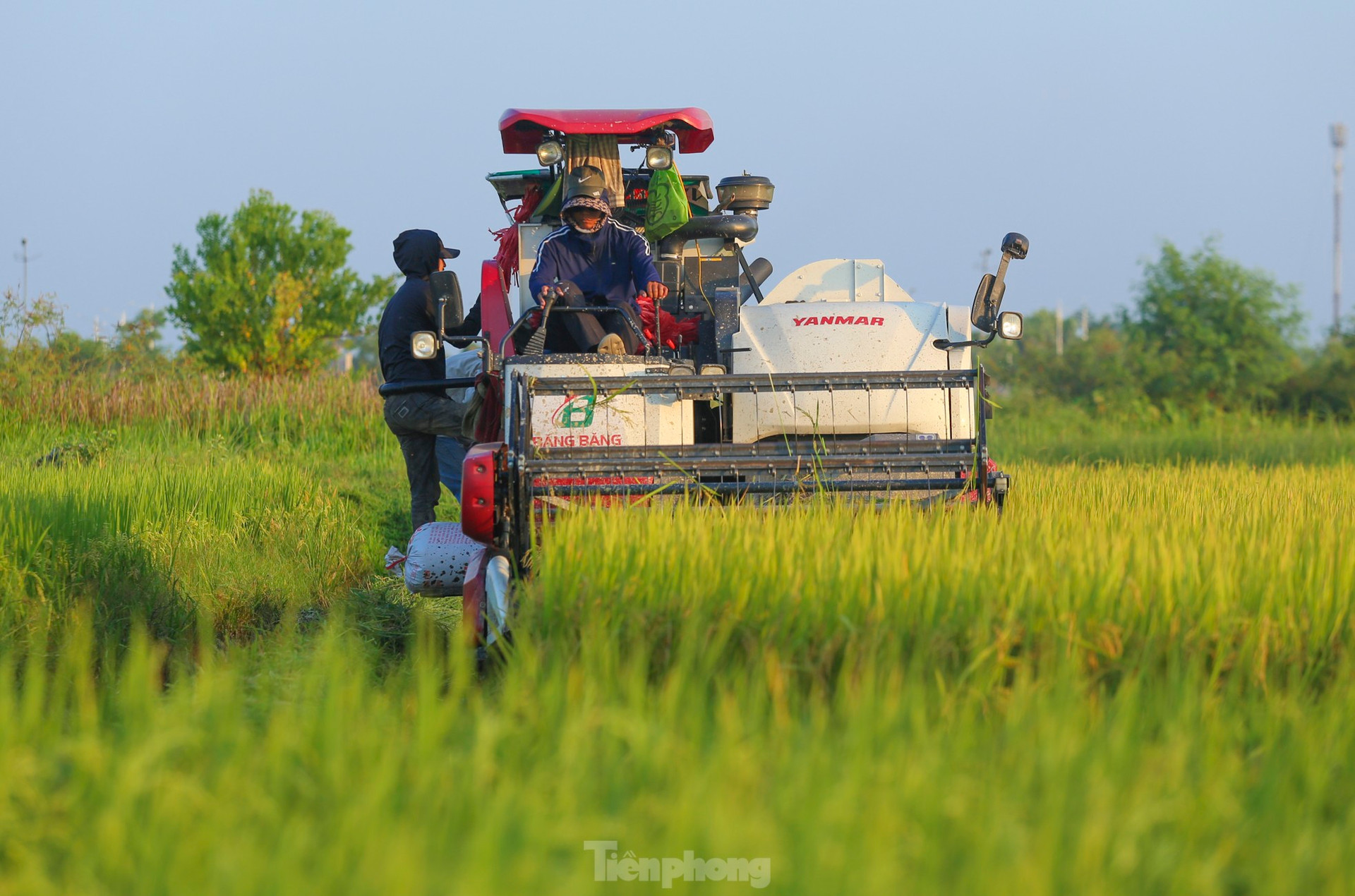 'Trúng' vụ lúa kỷ lục, nông dân làm ngày không đủ tranh thủ làm đêm ảnh 1