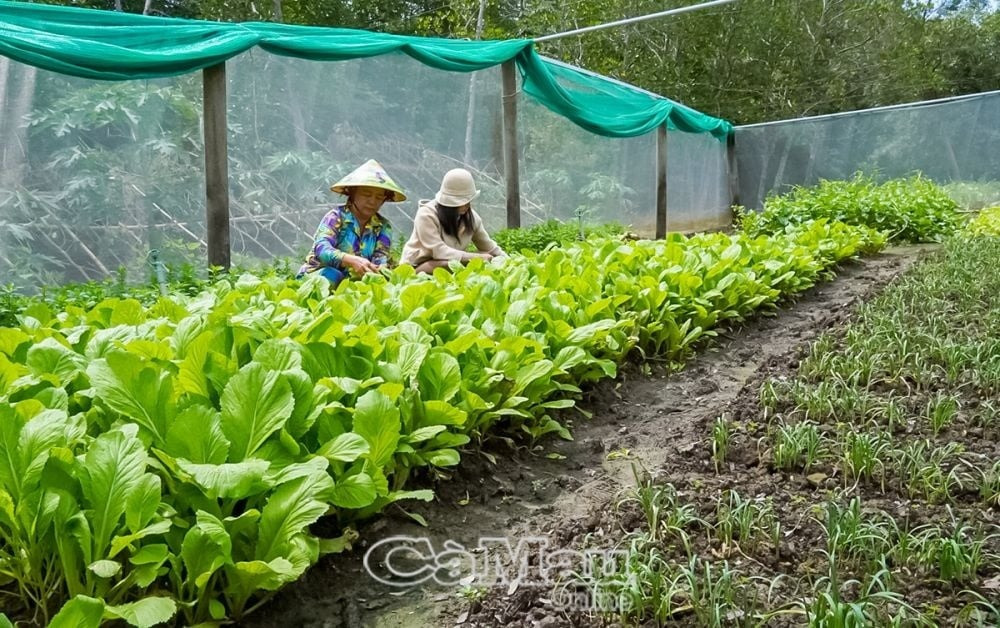 Nông dân Cà Mau tiến lên làm giàu từ những thùng xốp đất đến cả vườn xanh mướt, tháng thu nhập 7 con số