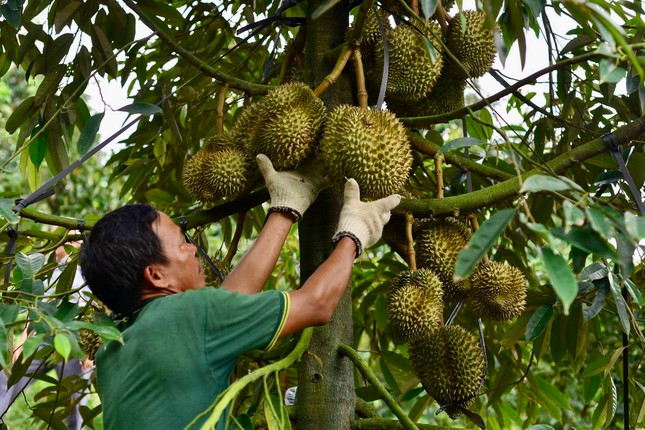 Kết quả kiểm tra chất cấm trong sầu riêng Lâm Đồng ảnh 1