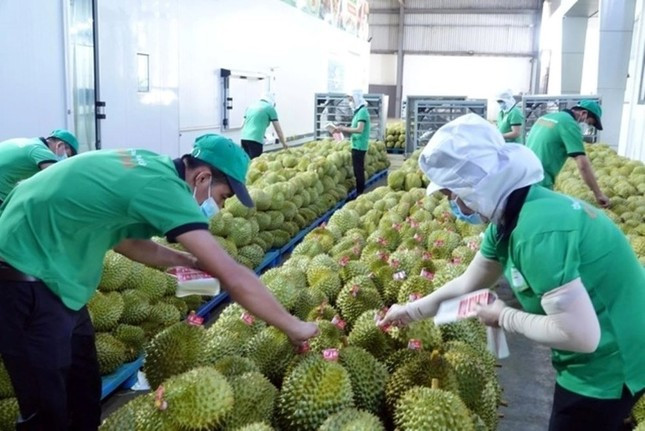 Sầu riêng Việt Nam: Từ 'báo động đỏ' tới tham vọng thương hiệu quốc gia ảnh 1