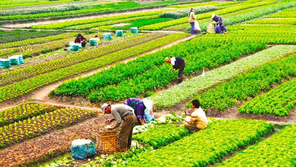 Từ giờ, chuyển đổi quyền sử dụng đất nông nghiệp có phải nộp thuế TNCN và lệ phí trước bạ không?- Ảnh 1. Từ giờ, chuyển đổi quyền sử dụng đất nông nghiệp có phải nộp thuế TNCN và lệ phí trước bạ không?- Ảnh 1.