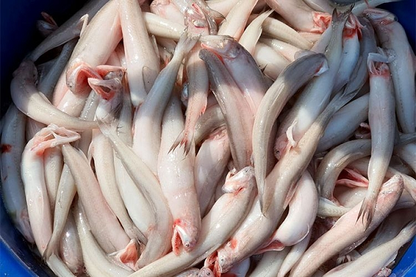 Loại cá 'mềm như cháo', xưa từng cho gia súc ăn nay thành hàng hiếm được săn đón nhờ vị lạ, giá vài trăm nghìn/kg