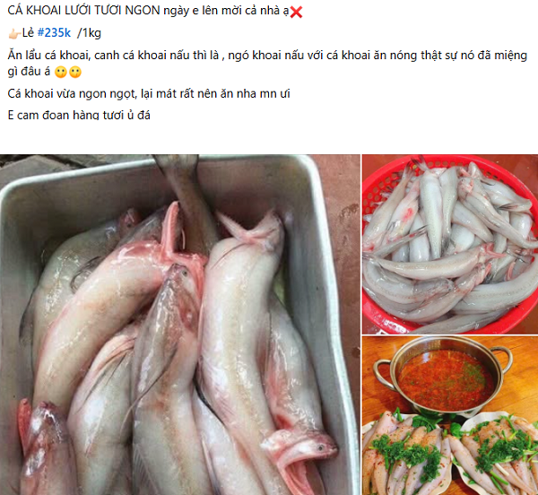 Loại cá 'mềm như cháo', xưa từng cho gia súc ăn nay thành hàng hiếm được săn đón nhờ vị lạ, giá vài trăm nghìn/kg