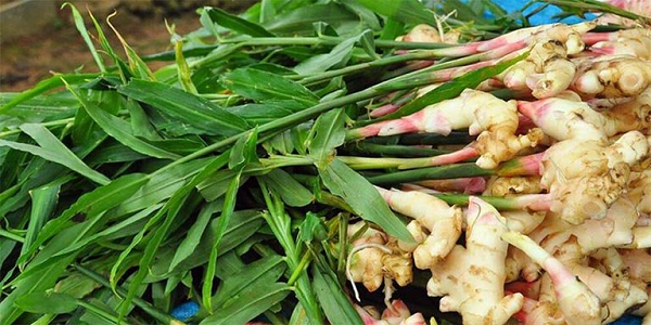 'Kho báu dưới lòng đất' của Việt Nam vừa mang về gần 28 triệu USD, nhiều quốc gia săn đón: Bạt ngàn ở nước ta nhưng là hàng hiếm trên thế giới