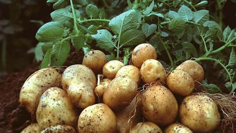 Khoai tây tăng giá gấp 3, Nga đối diện khủng hoảng lương thực