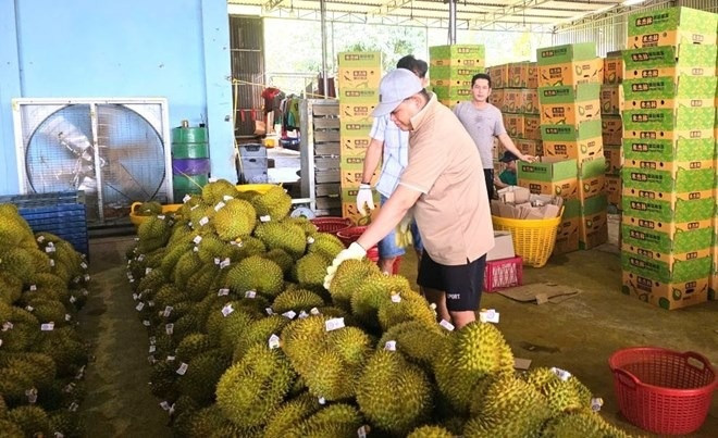 Phía doanh nghiệp lý giải chất tạo màu vàng trong ‘quả tỷ đô’ sầu riêng