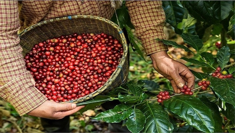 Giá cà phê Việt Nam 'nhảy múa', Mỹ vẫn mua mạnh dù bị đánh thuế 10%