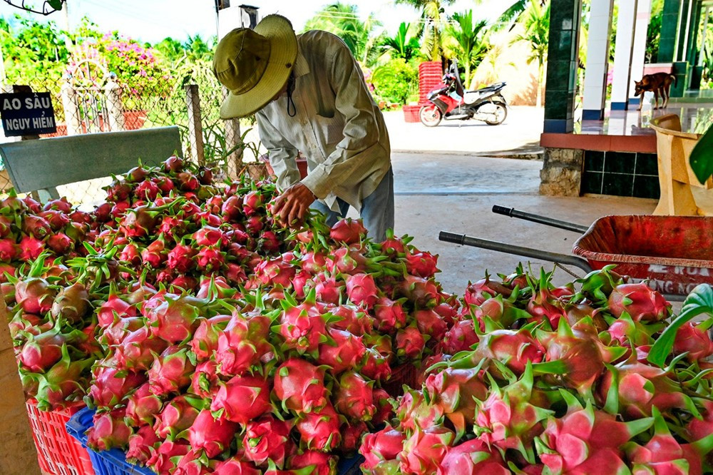 Việt Nam có 3 loại quả đặc sản lọt Top 10 loại quả ngon nhất Đông Nam Á - ảnh 3