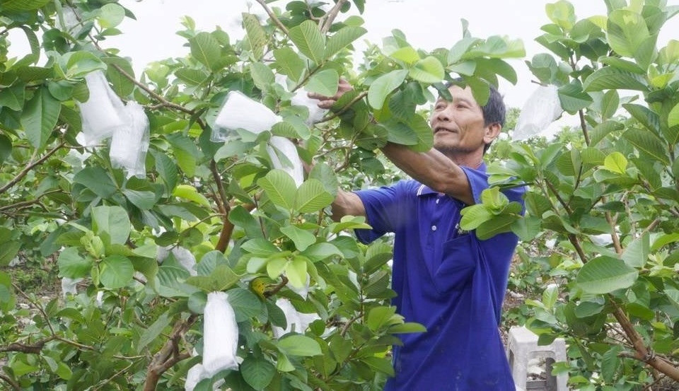 Nông dân Vĩnh Long mạnh tay cắt bỏ lúa chuyển sang trồng thứ cây thấp tè: Thu nhập cao gấp 5 lần, nhà nào nhà nấy đều ‘lên đời’