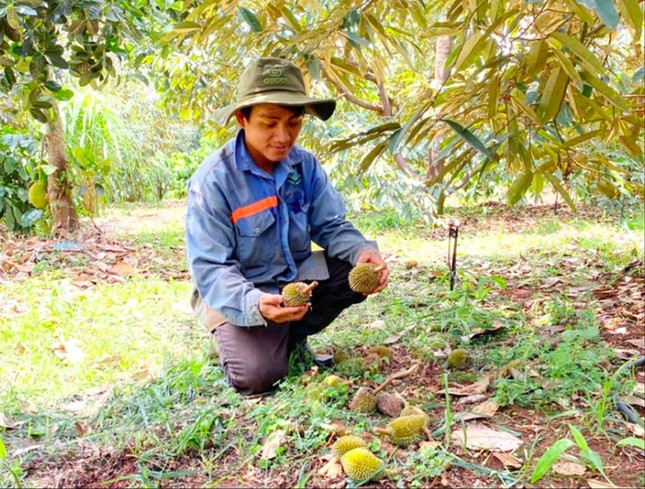 Sầu riêng non ở Gia Lai rụng hàng loạt ảnh 1