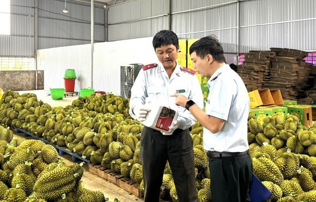 EU sắp thanh tra sầu riêng Việt Nam ảnh 1