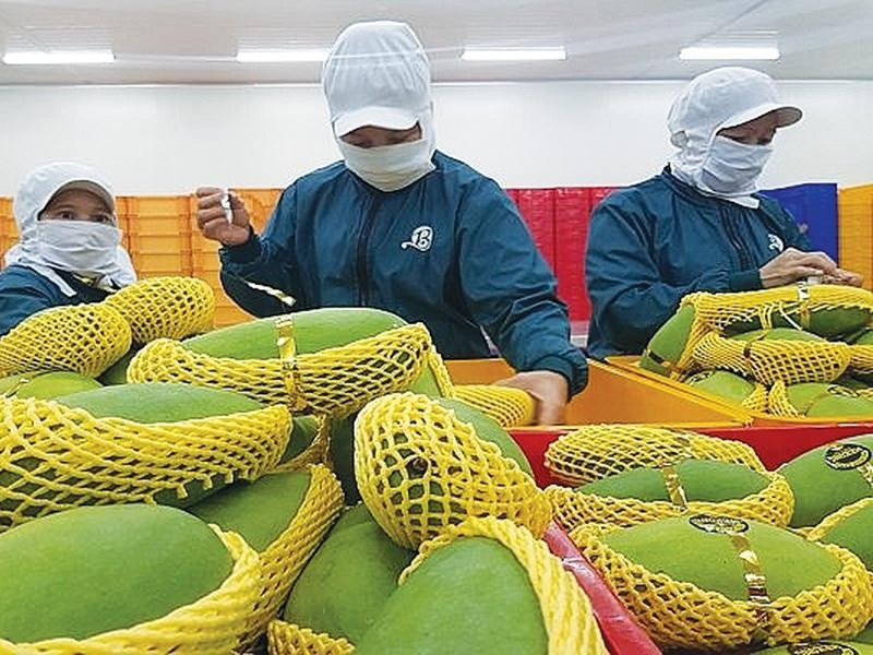 Ngành tỷ đô của Việt Nam trượt dài sau kỳ tích 2024: Nhân tố mới xuất hiện, ‘làm mưa làm gió’ tại Trung Quốc