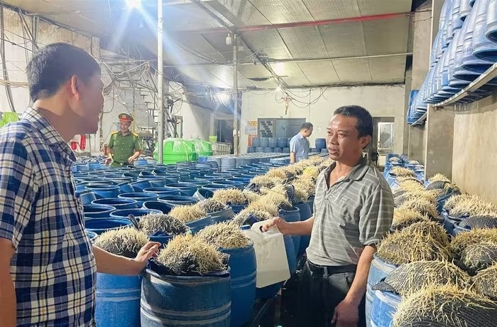 Vạch trần 2 cơ sở sản xuất gần 350 tấn giá đỗ 'ngậm độc' tại Lào Cai