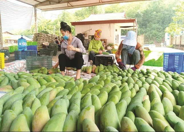 Xoài Việt Nam đang ‘làm mưa làm gió’ ở Trung Quốc ảnh 1