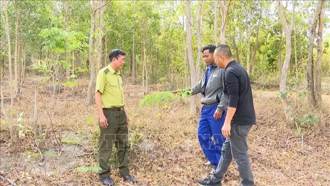 Loài gỗ quý 'đắt như vàng' có ở Việt Nam, khiến cả làng ngày đêm bảo vệ, canh giữ - ảnh 2