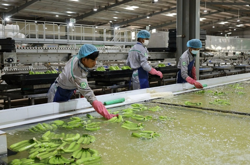 THACO của ông Trần Bá Dương tăng thêm 200 tấn chuối xuất khẩu/ngày, củng cố tiềm lực để làm dự án đường sắt 67 tỷ USD