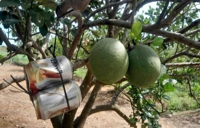 Nông dân Tây Ninh treo lon bia lên vườn bưởi gia đình, ẩn chứa bên trong lại là ‘kho báu’ làm giàu: Hàng xóm khen lợi đôi đường