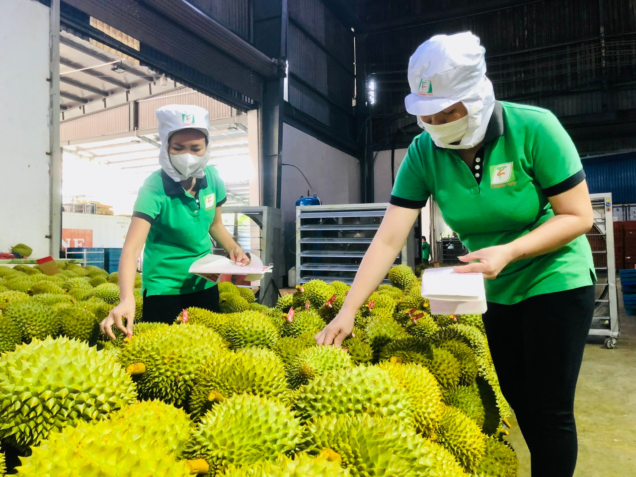Ưu tiên thông quan sầu riêng