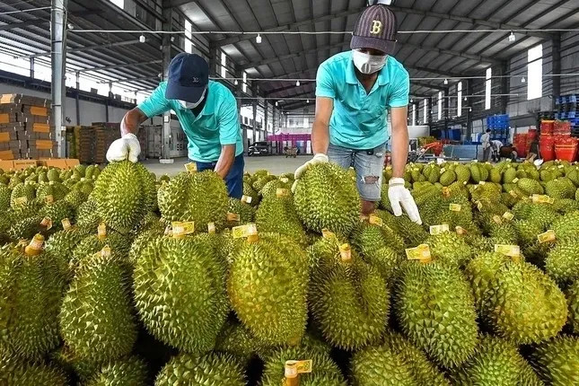 Ưu tiên thông quan sầu riêng ảnh 1