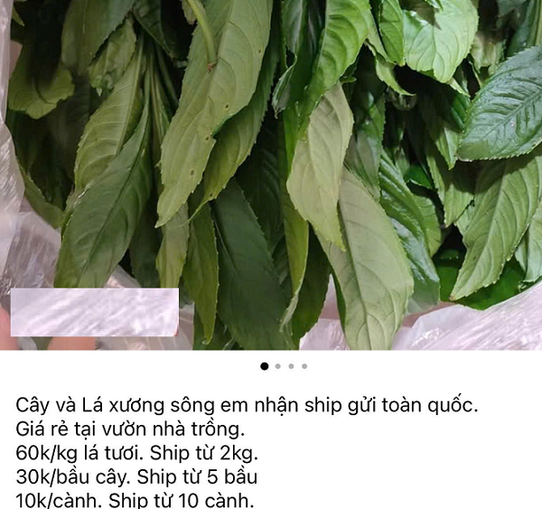 Cây mọc hoang ven đường 'lên đời' thành đặc sản lạ miệng: Giá 60.000 đồng/kg, dân thành phố thích mê