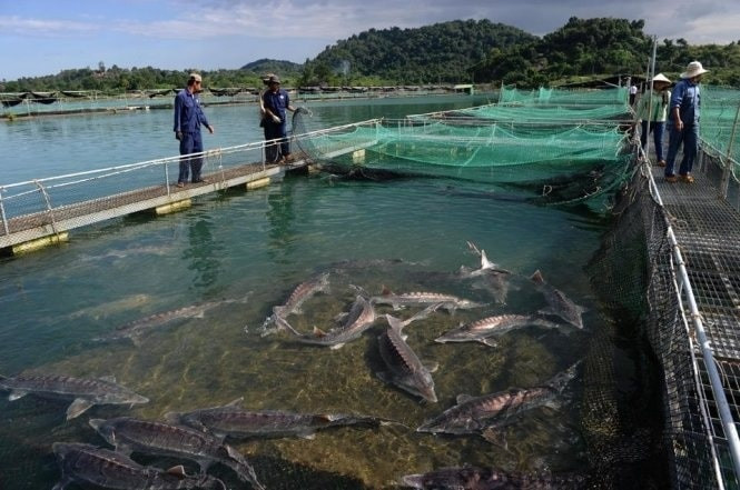 Tất tay với 2 loại cá nhập ngoại, nông dân Lào Cai lần lượt thành tỷ phú