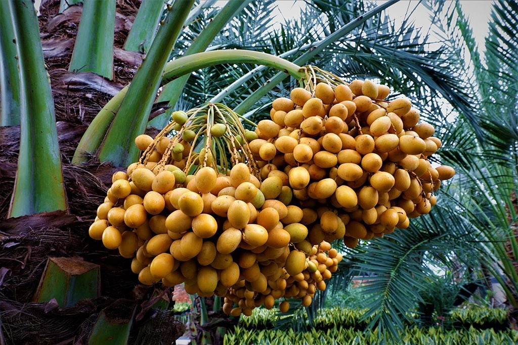 Loại cây quý tộc của Trung Đông trồng thành công tại Việt Nam, giá nửa triệu mỗi ký vẫn đắt như tôm tươi