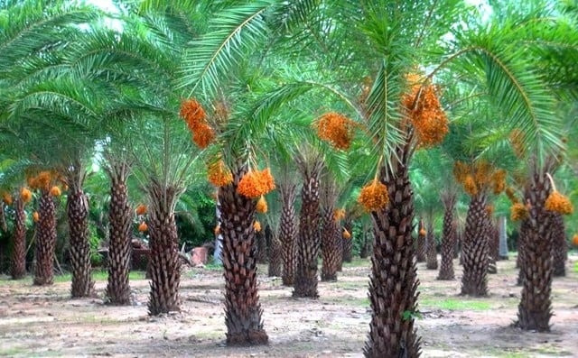 Loại cây quý tộc của Trung Đông trồng thành công tại Việt Nam, giá nửa triệu mỗi ký vẫn đắt như tôm tươi