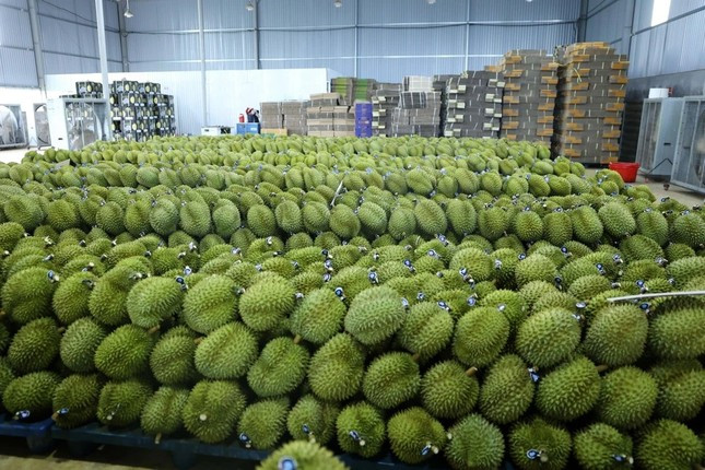Việt Nam trong cuộc đua khốc liệt giành thị phần sầu riêng tại Trung Quốc ảnh 1