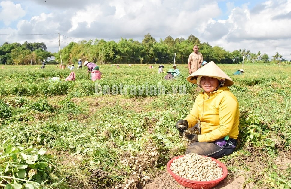 Nông dân Trà Vinh trồng thứ cây ra củ vùi xuống đất, bán đến đâu thương lái Trung Quốc gom sạch: Ước tính đạt 650 tỷ/năm