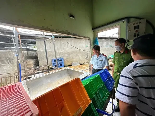 Lùm xùm thực phẩm C.P: Quy trình xử lý heo bệnh như thế nào? ảnh 2